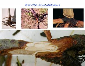 شناخت بیماری پوسیدگی طوقه انار و نحوه ی درمان - فوت و فن های باغبانی